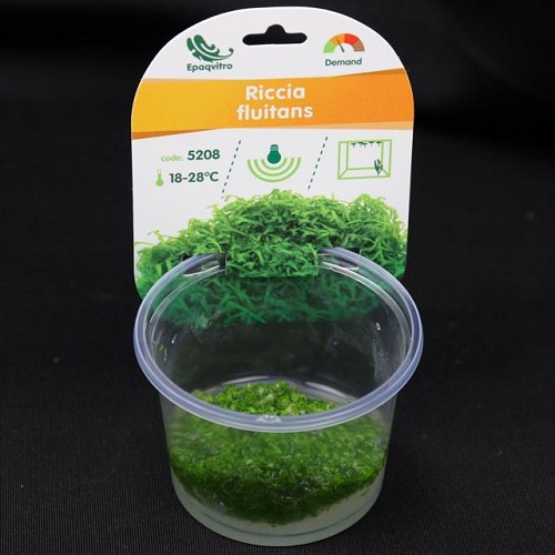 Riccia fluitans dans une gobelet ( 80 cc. )